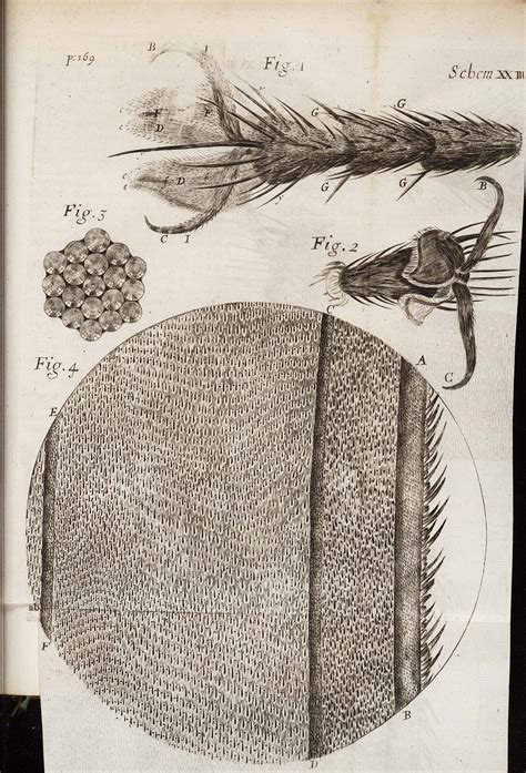 robert hooke metal fabrication|robert hooke drawings.